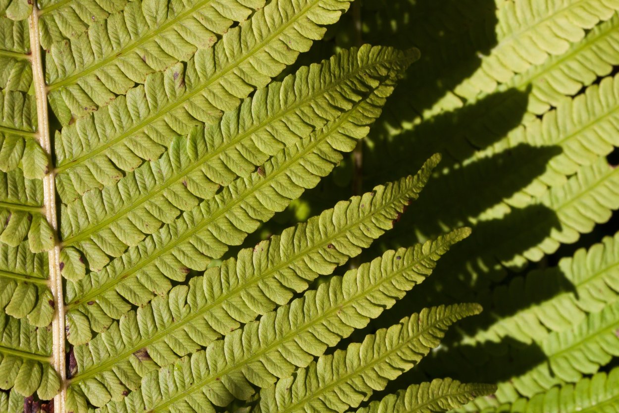 Папоротник Fern 1,5л