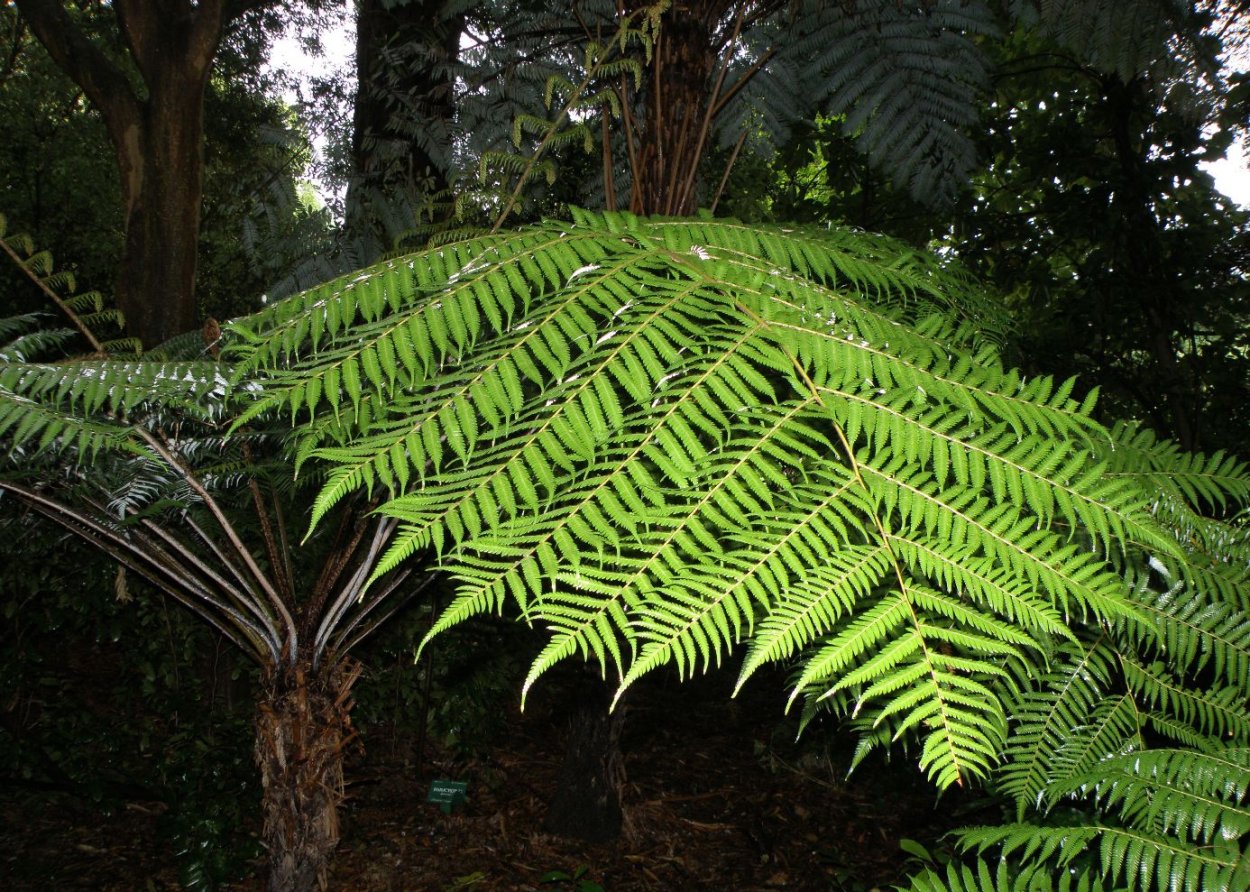 Страусник обыкновенный (Matteuccia struthiopteris)