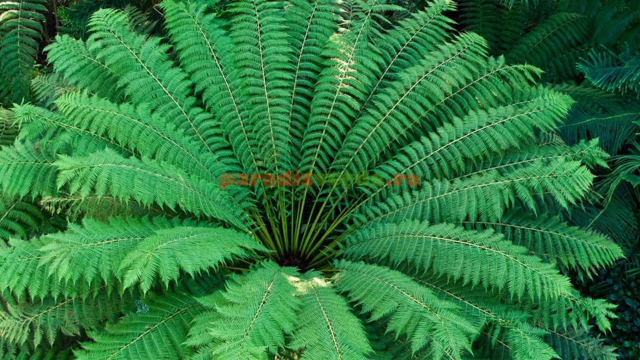Папоротник Анаклия (орляк)