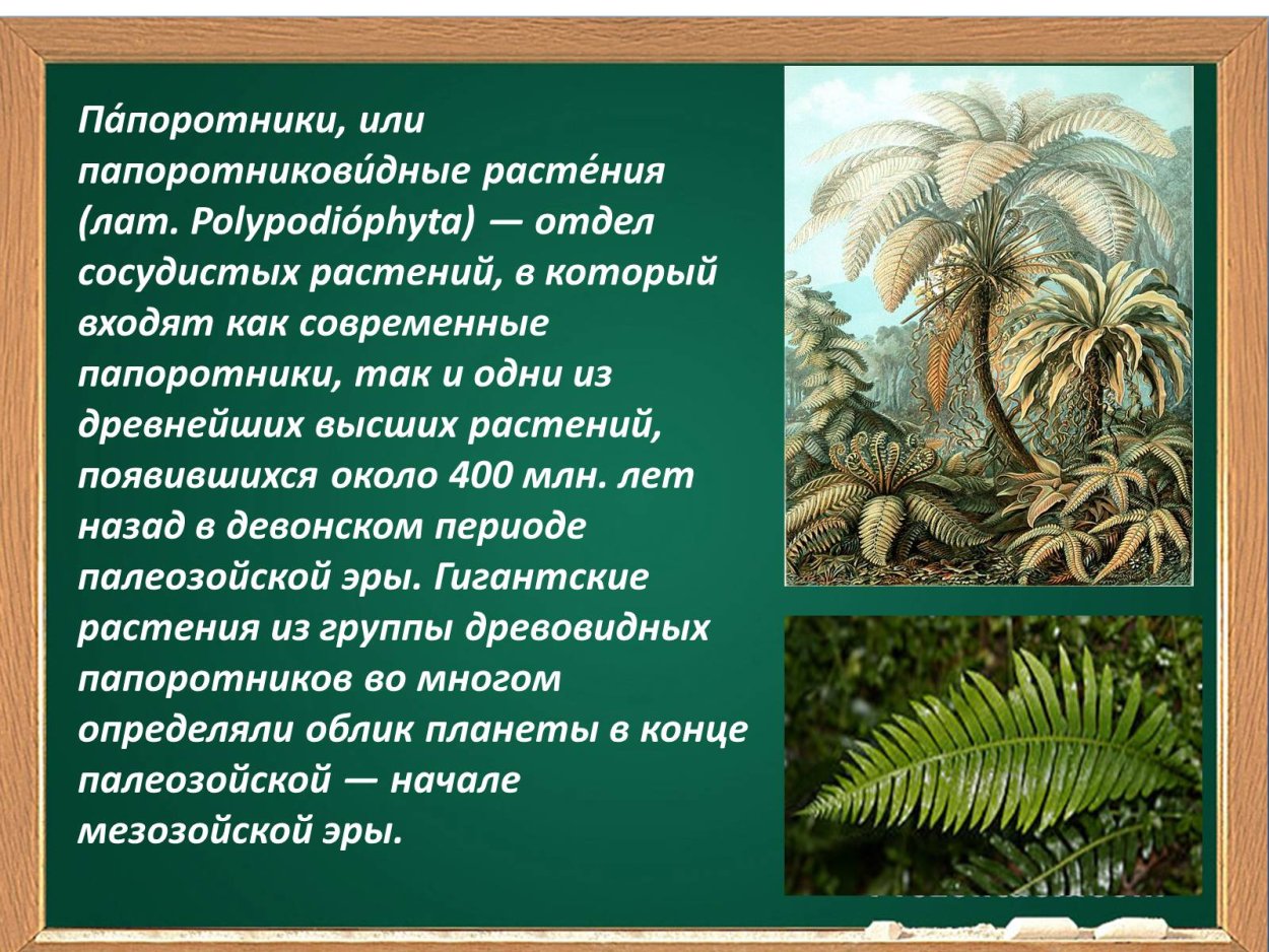 Щитовник lepidopoda