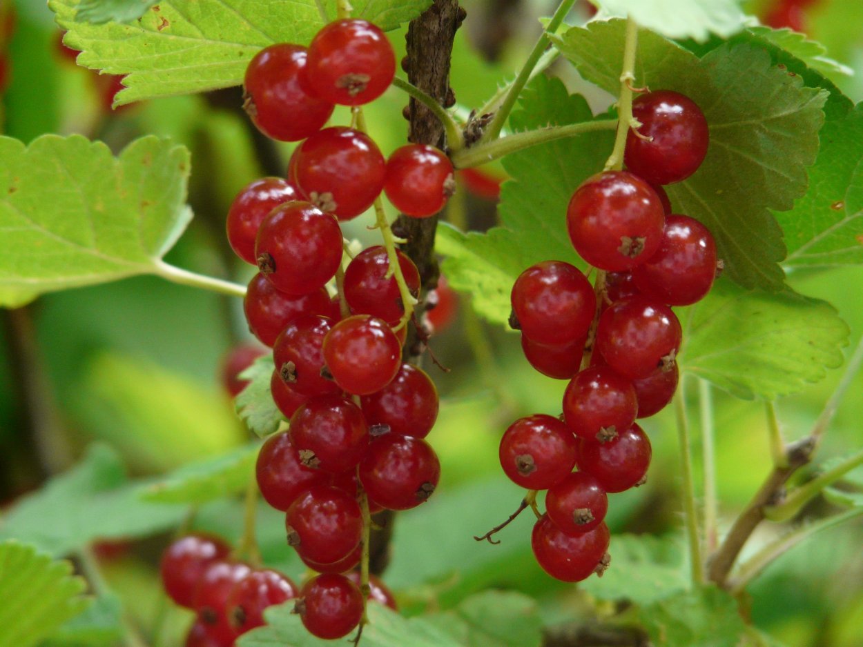 Смородина красная (Ribеs rubrum)