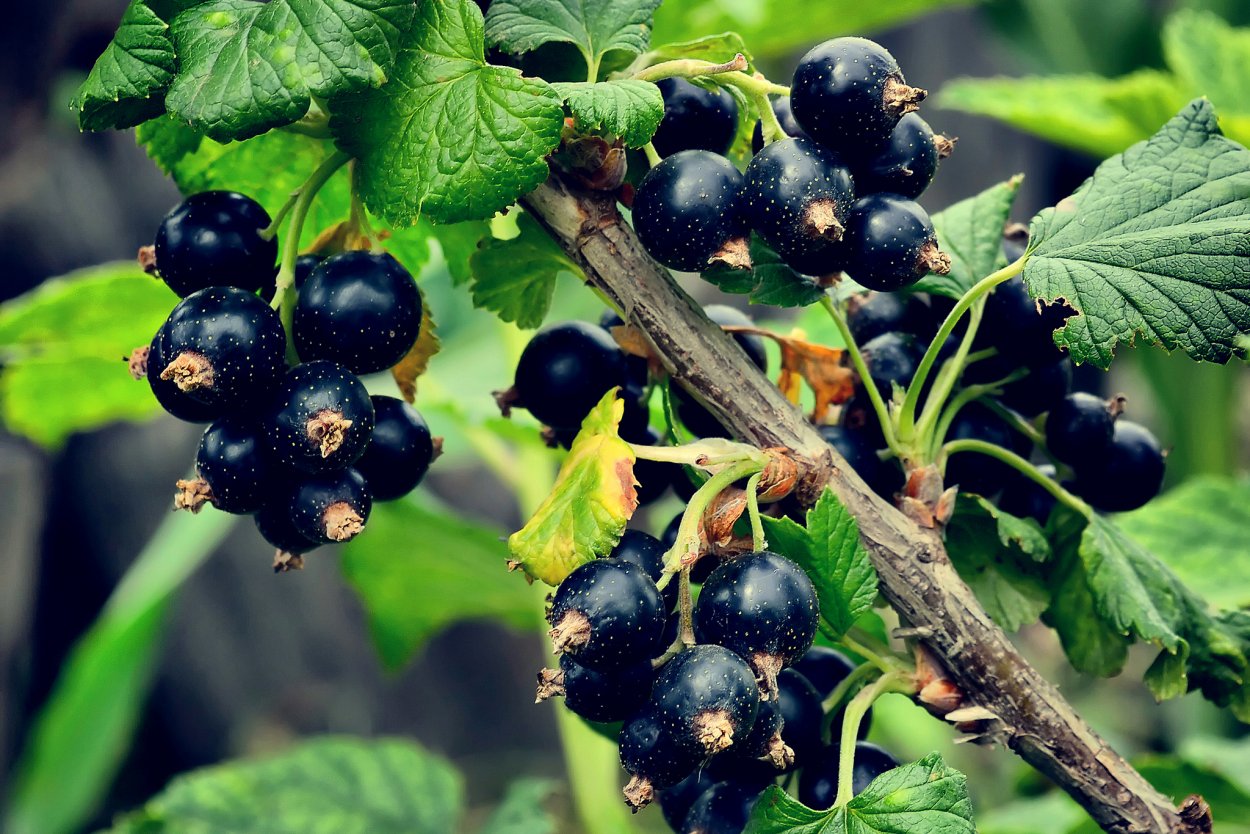 Смородина черная ribes nigrum дымка