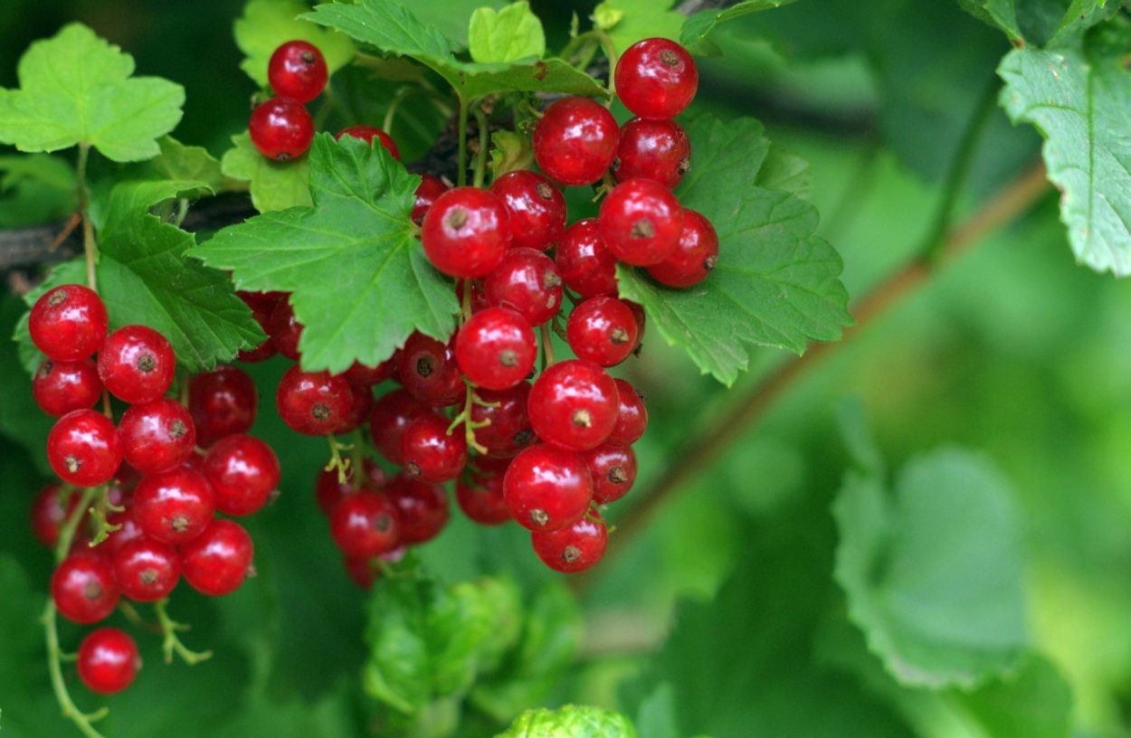 Смородина красная - ribes rubrum