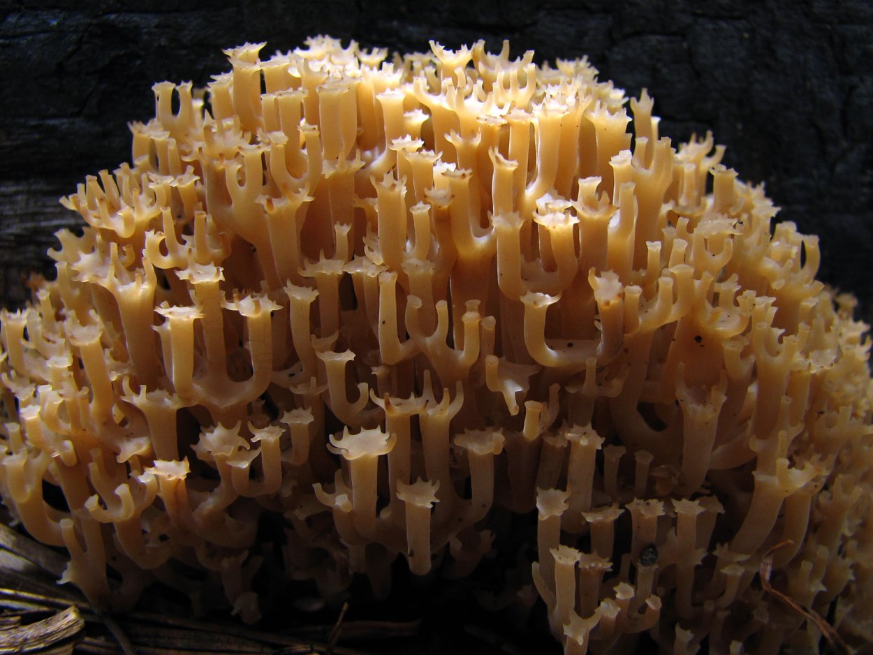 Рогатик прямой (Ramaria stricta).