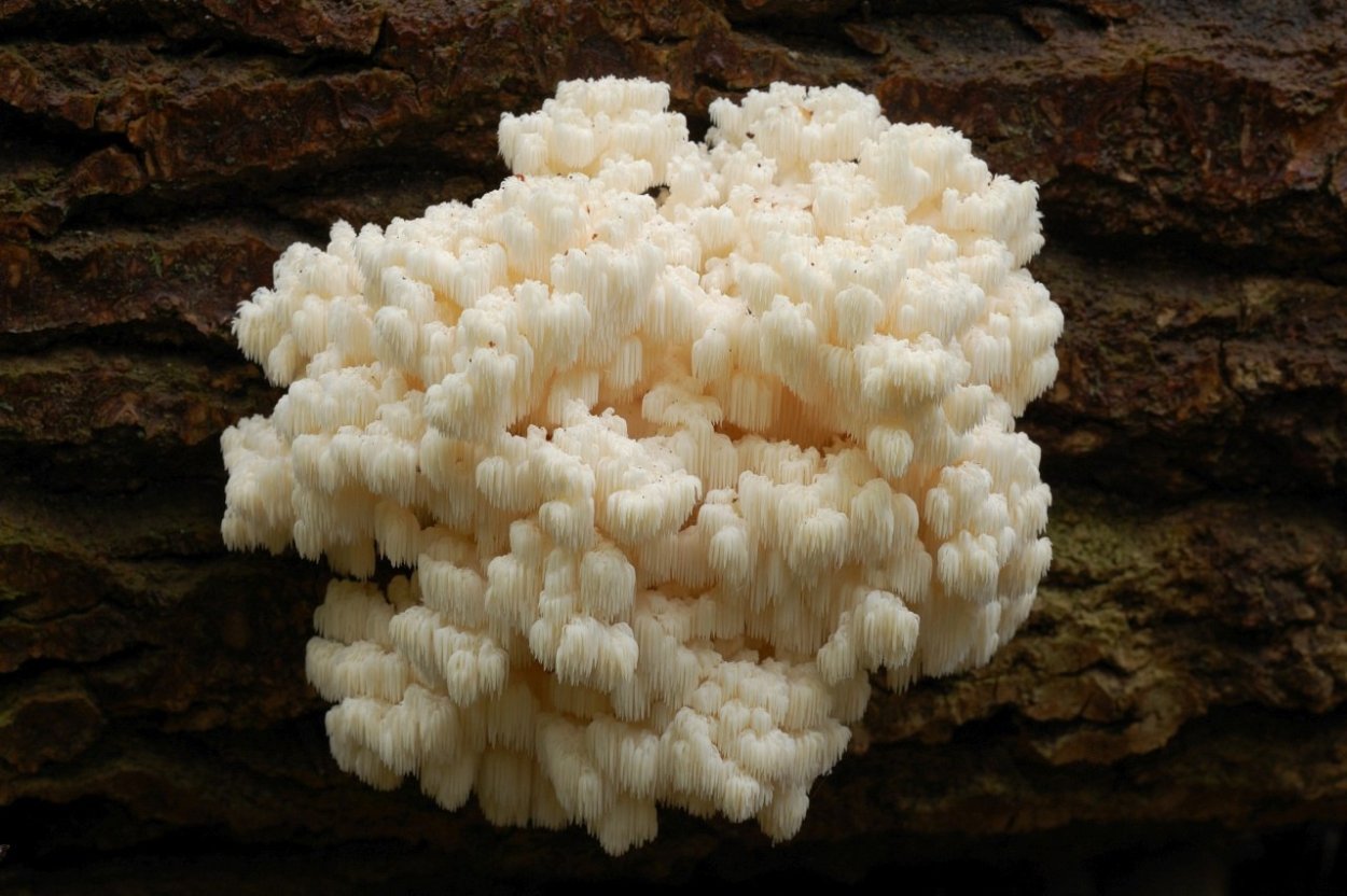 Коралловый гриб Tremella