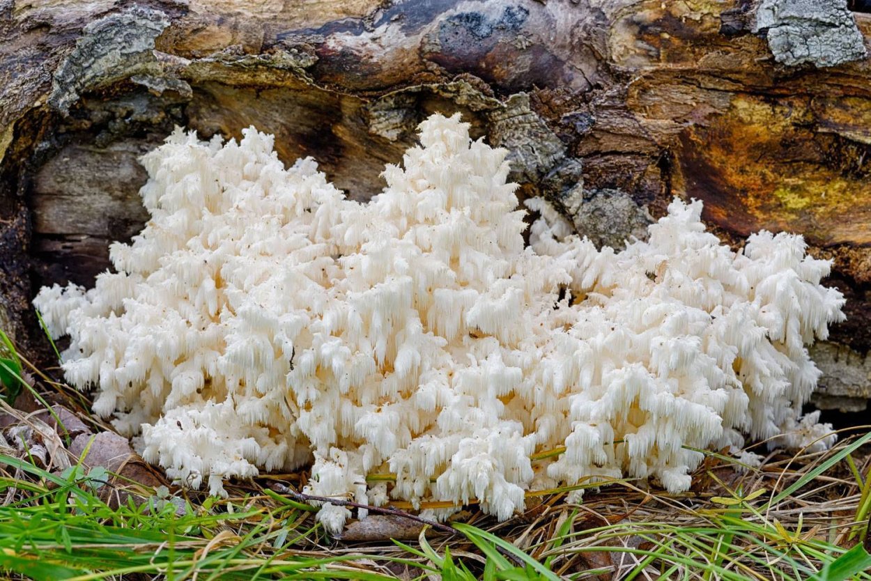 Clavulina rugosa