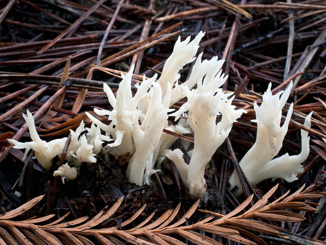 Коралловый гриб белый