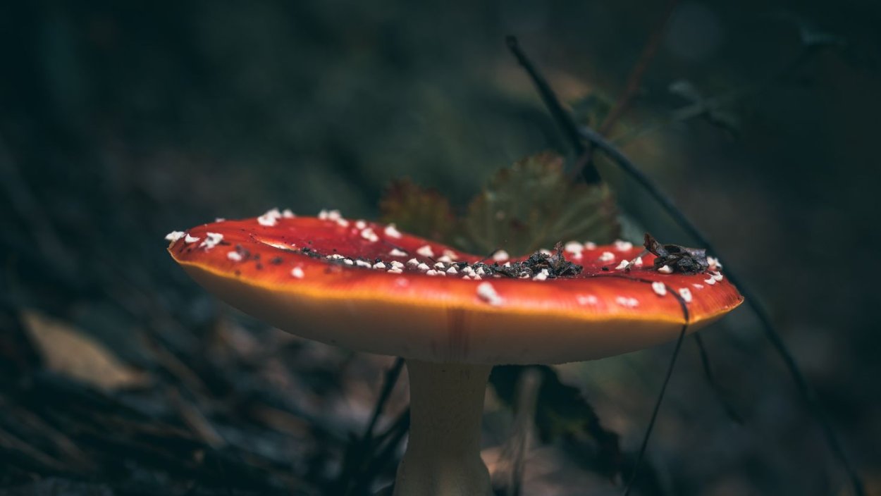 Мухомор пантерный