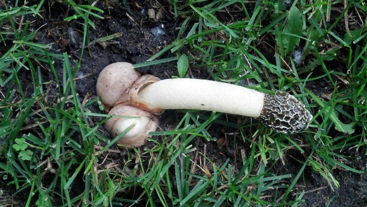 Phallus impudicus Веселка обыкновенная