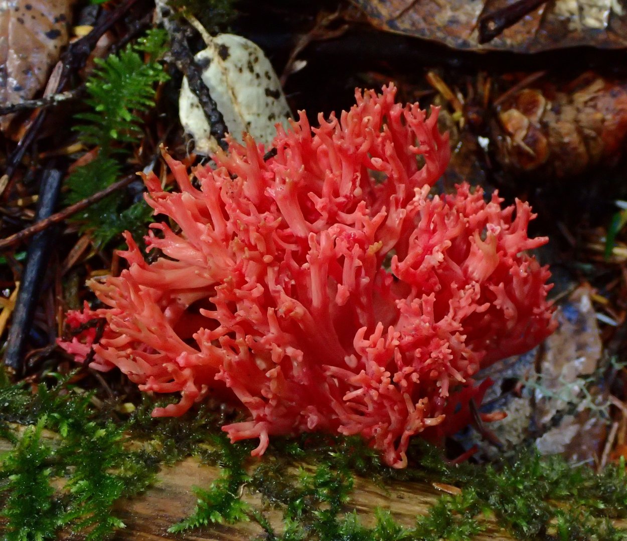 Favolaschia Calocera оранжевый пористый гриб