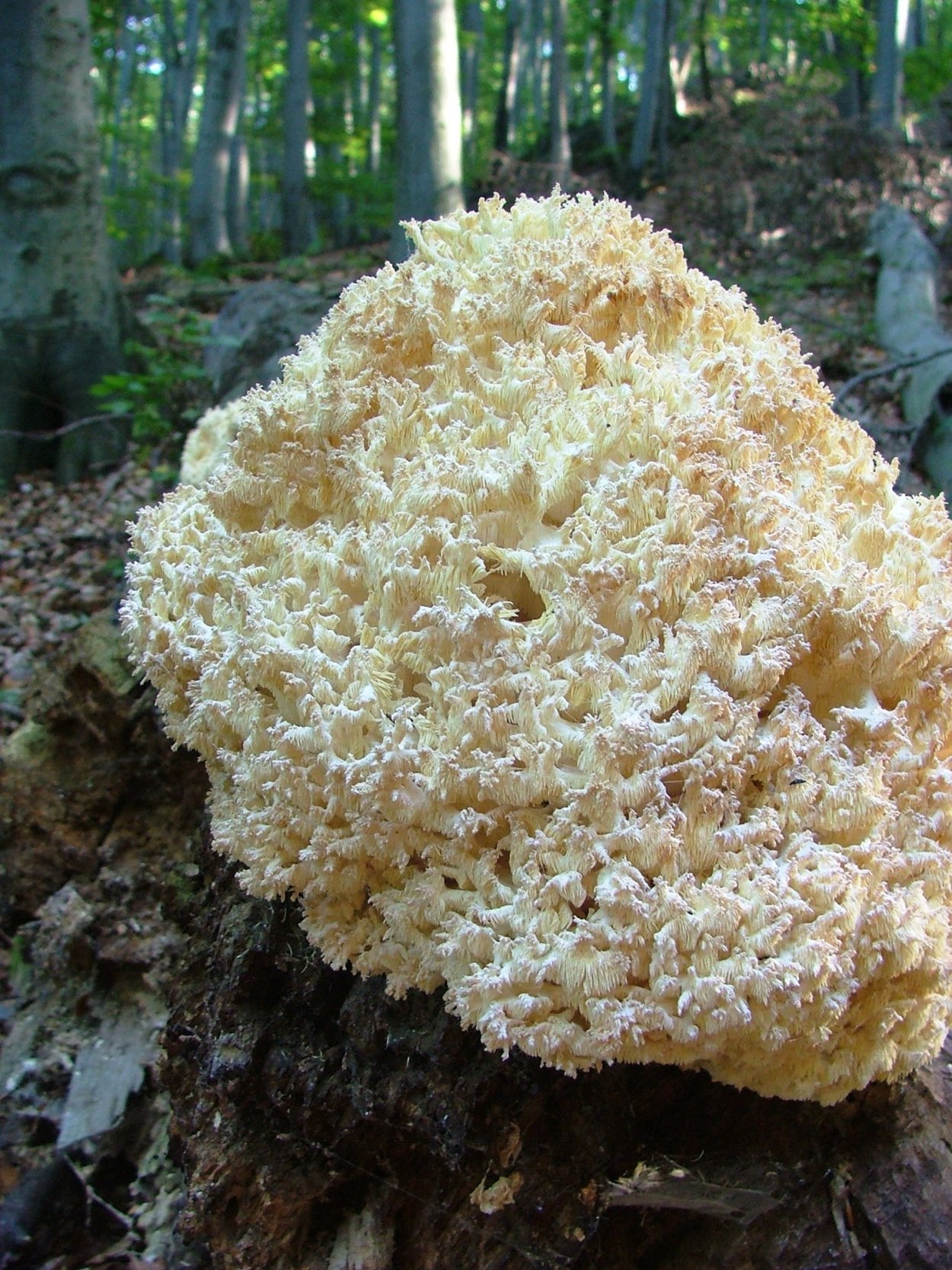 Оленьи рожки грибы Рамария