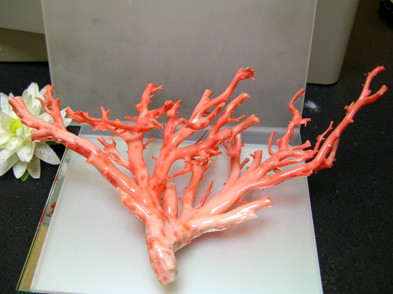 Favolaschia Calocera