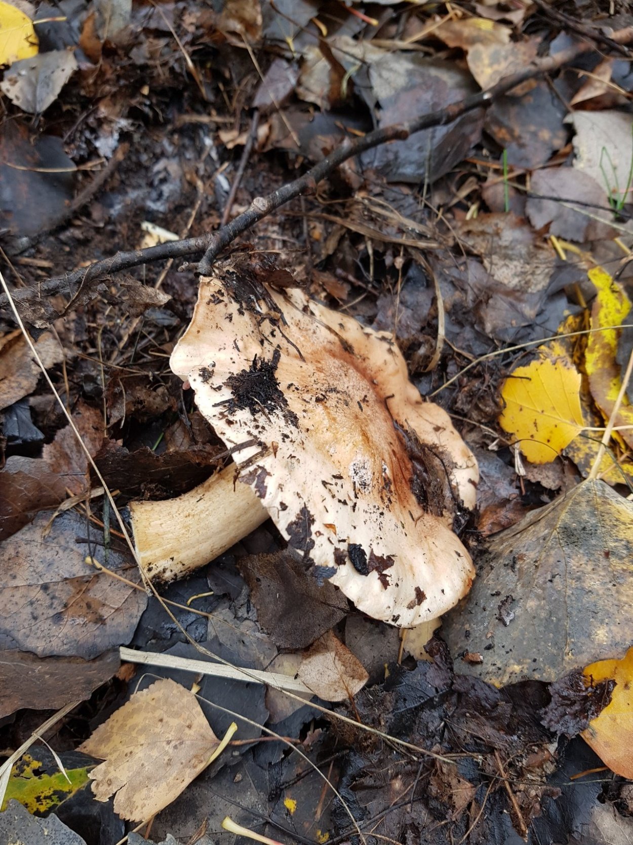 Tricholoma populinum