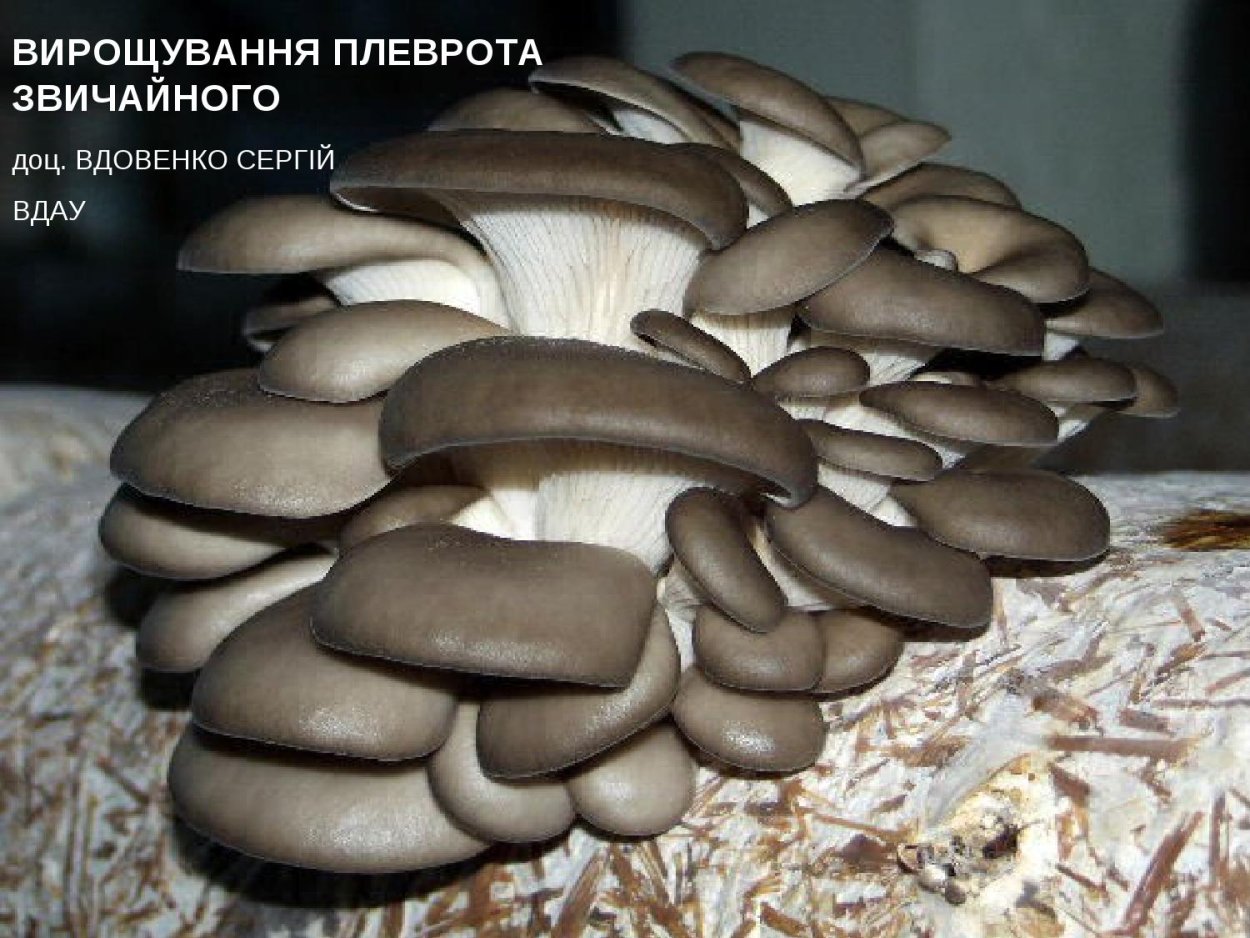 Гливи грибы