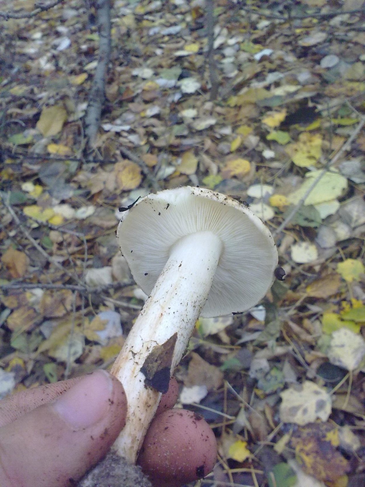 Рядовка землистая Tricholoma terreum
