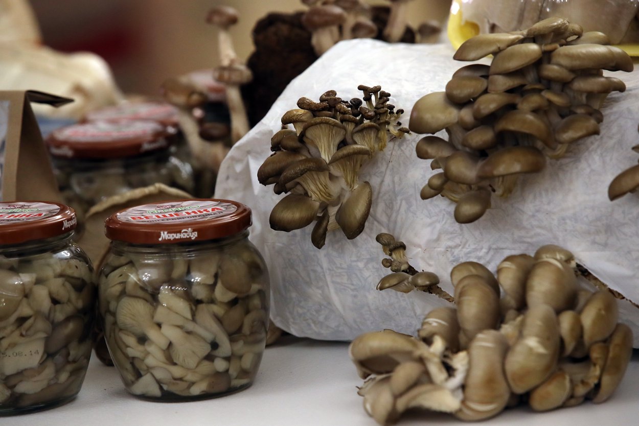 Pleurotus columbinus
