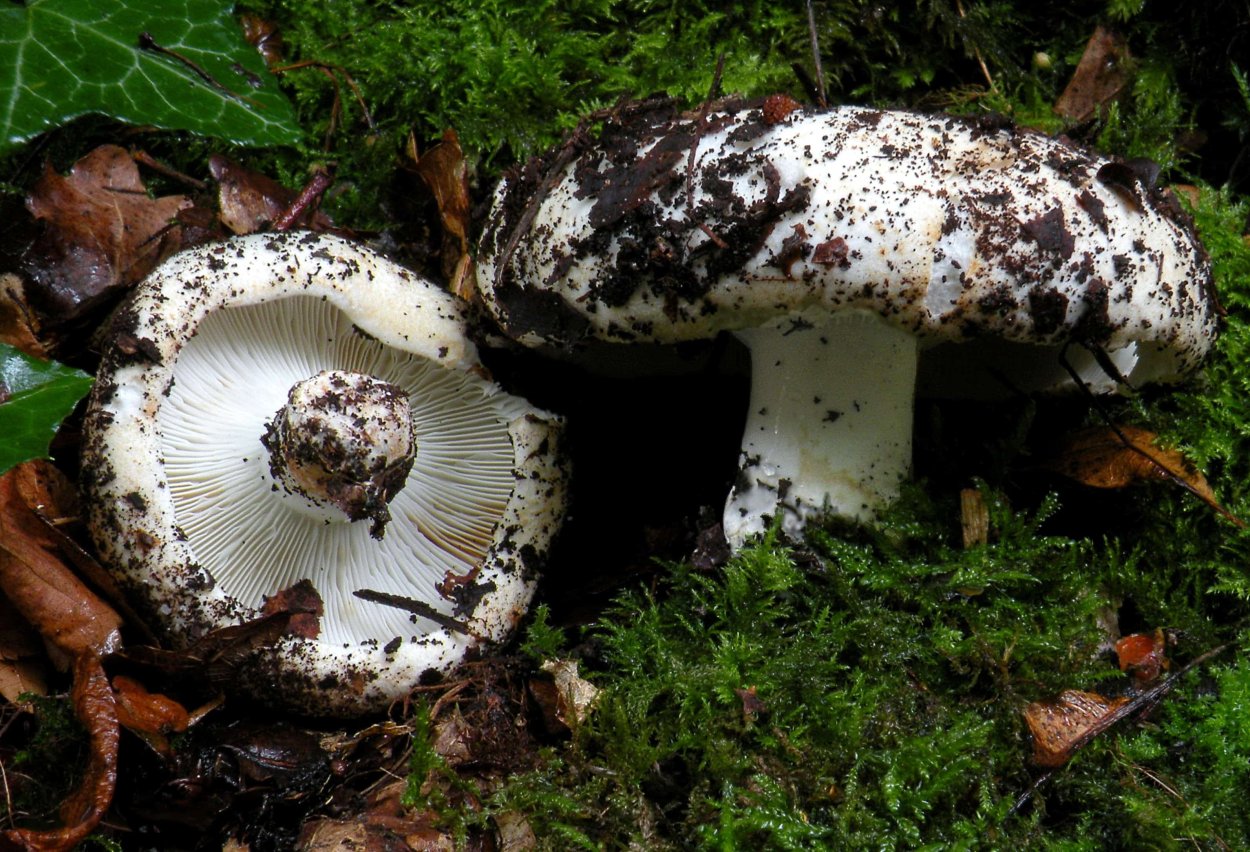 Russula Delica (подгруздок белый)
