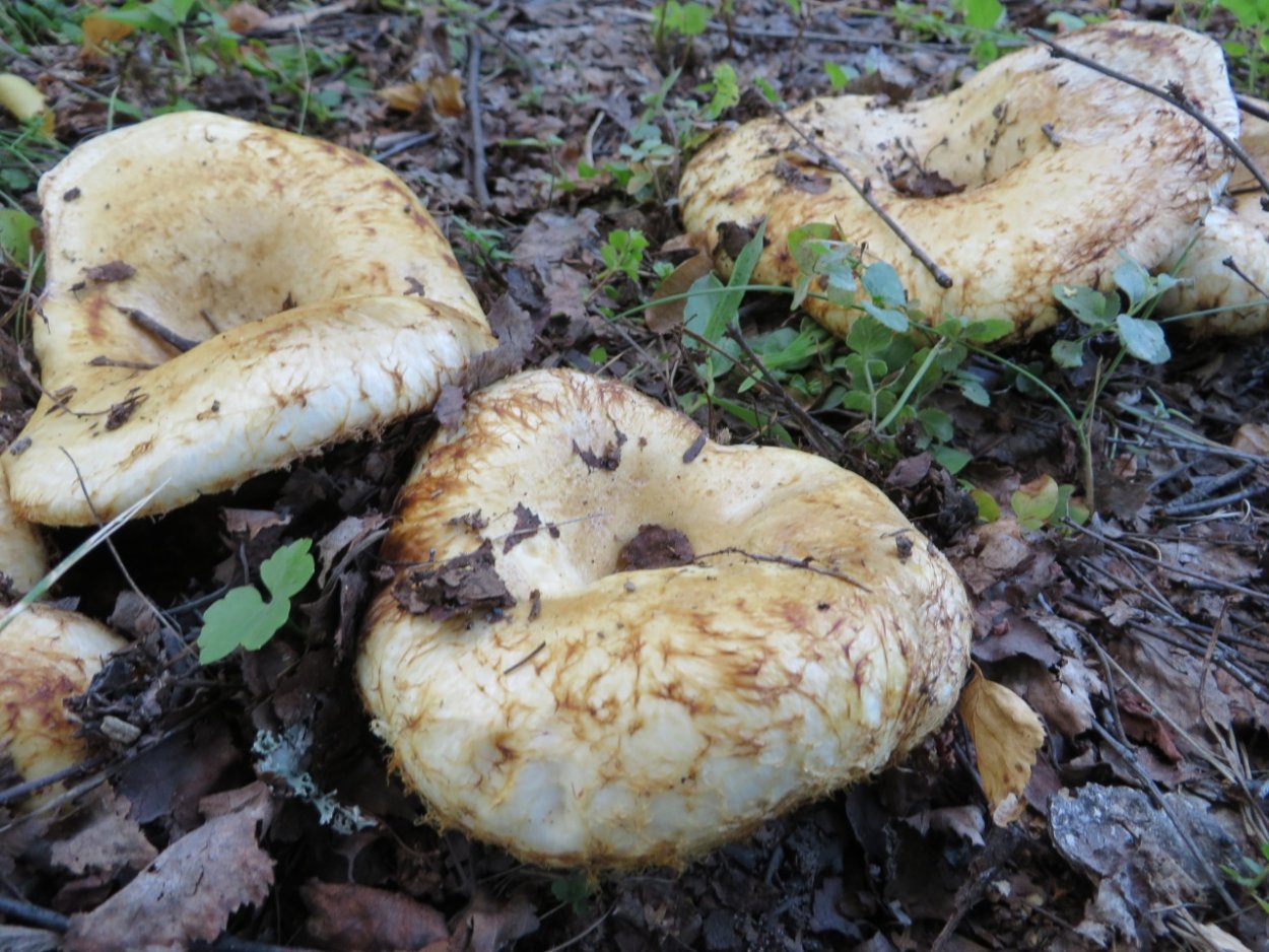 Груздь настоящий (Lactarius resimus)