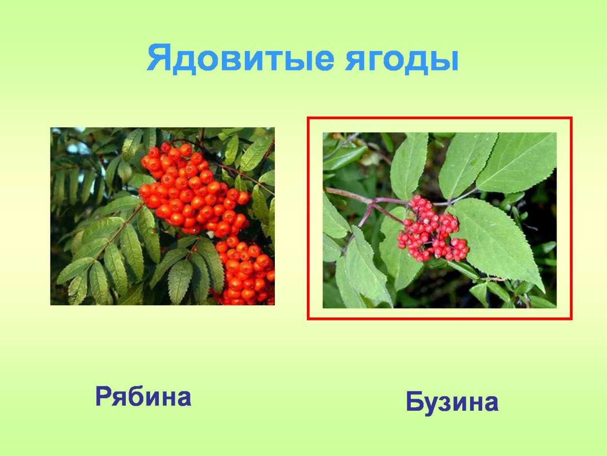 Несъедобные ягоды в лесу 2 класс окружающий мир