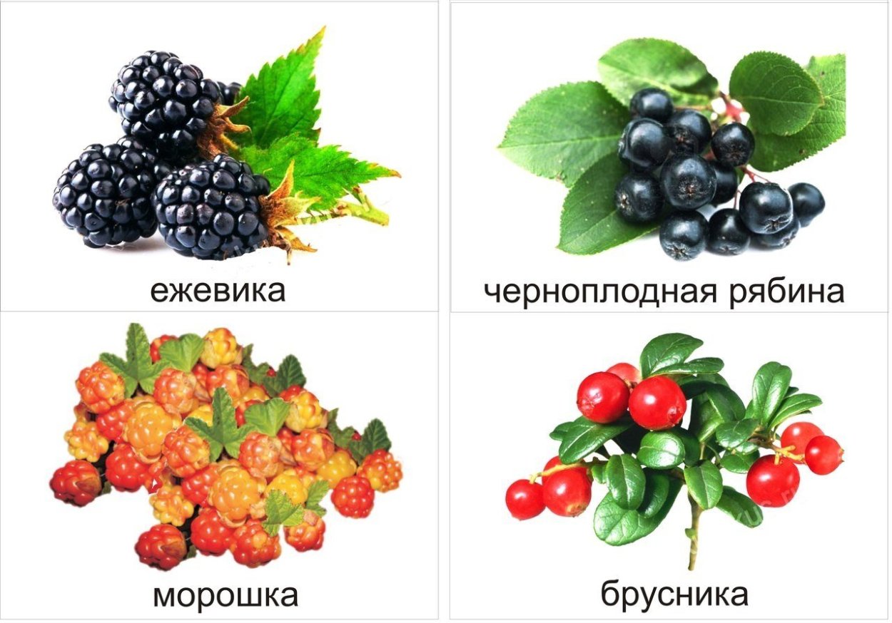 Карточки ягоды для детей