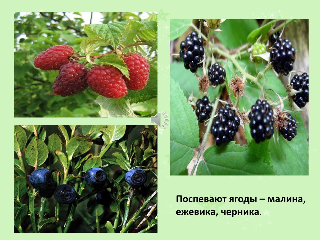 Ягоды поспели