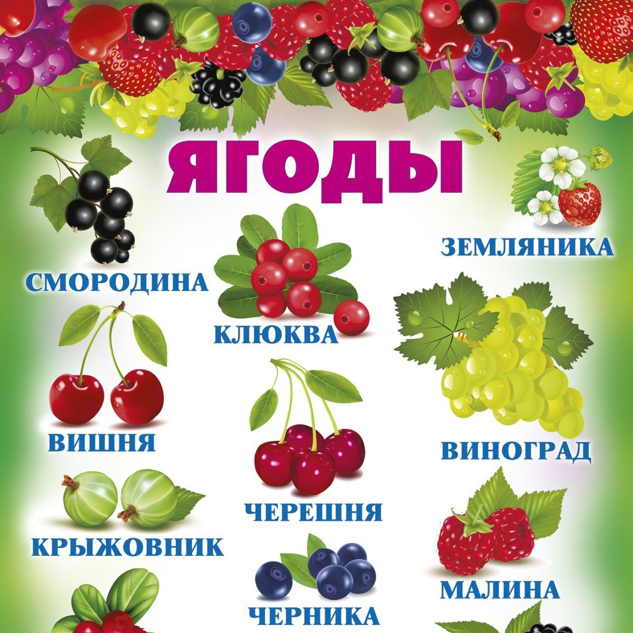 Ягоды плакат для детей