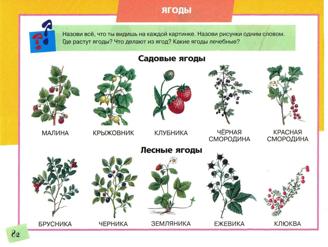 Лесные ягоды названия