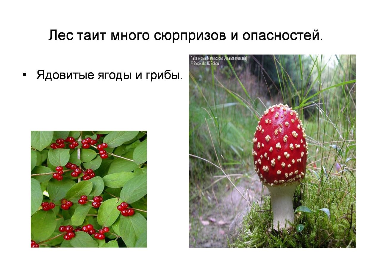 Несъедобные ягоды в лесу 2 класс окружающий мир