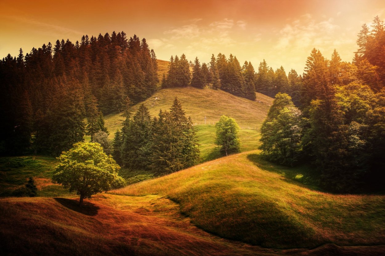 Природа лес