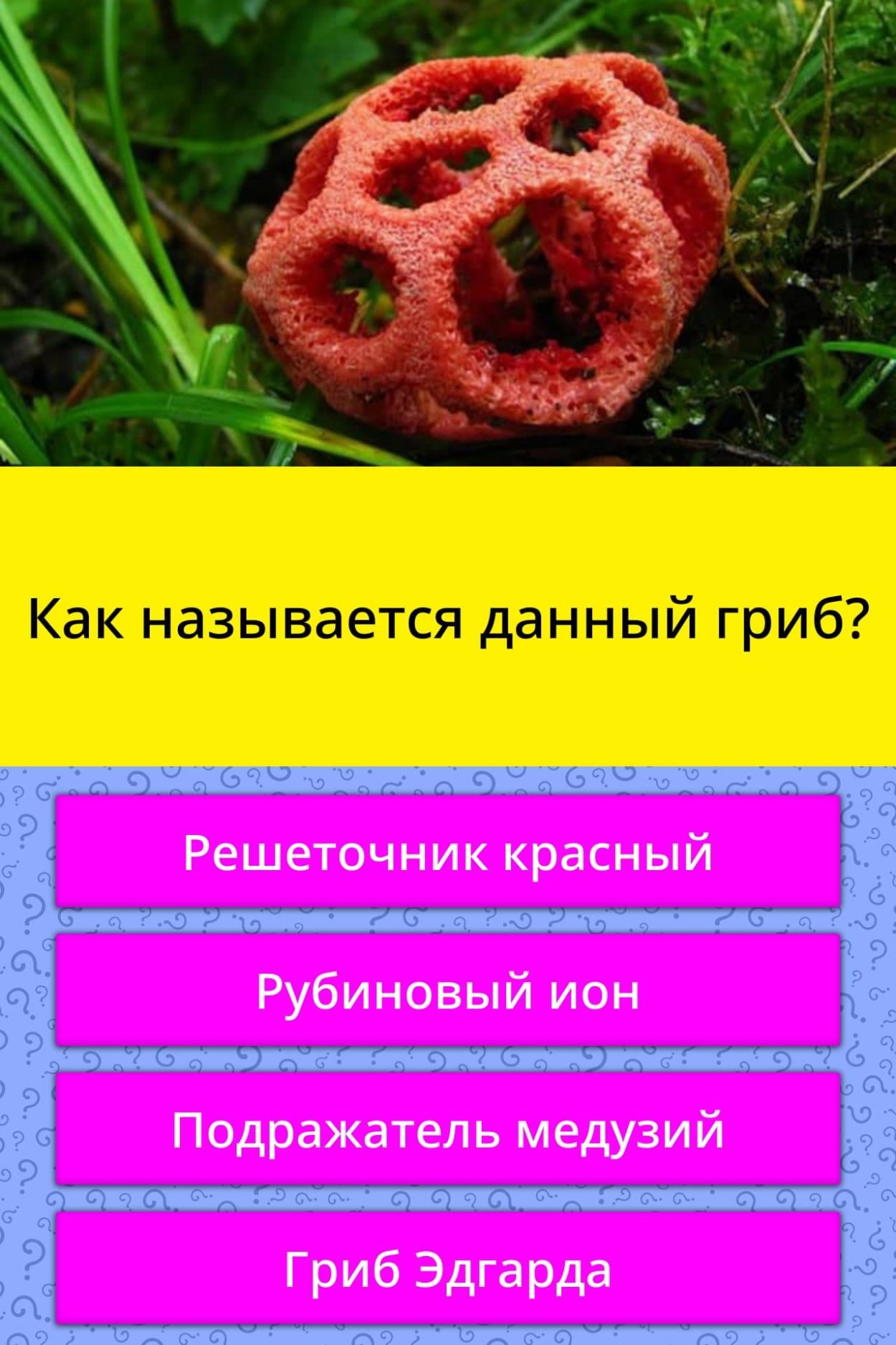 Гриб решеточник красный