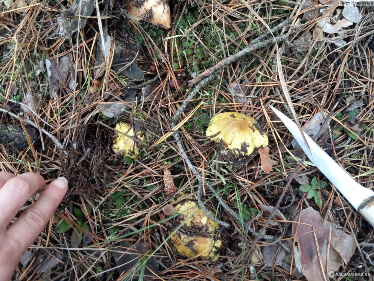 Рядовка Лиственная Tricholoma frondosae