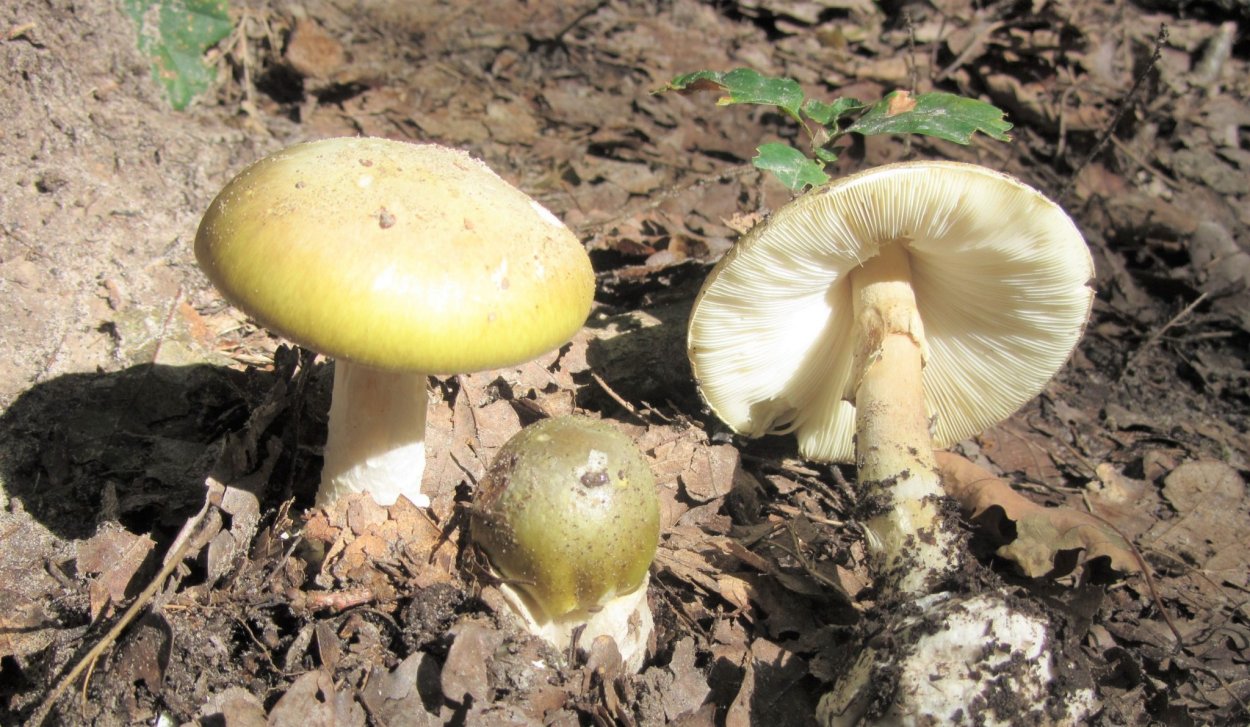 Зеленушка (Tricholoma equestre)