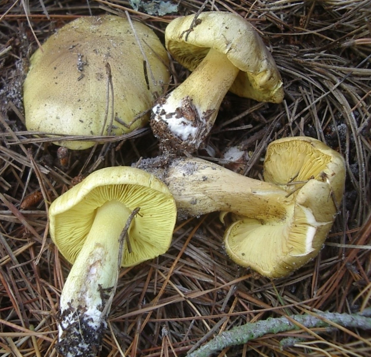 Зеленушка (Tricholoma equestre)
