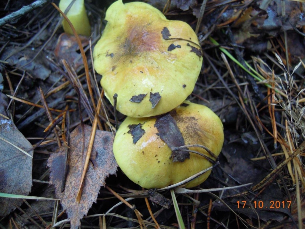 Tricholoma frondosae