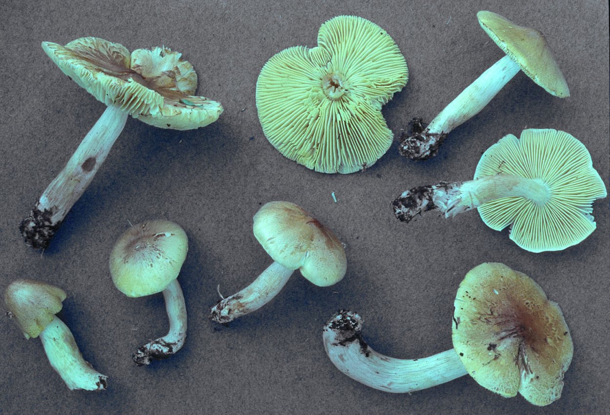 Рядовка ядовитая (Tricholoma pardinum)