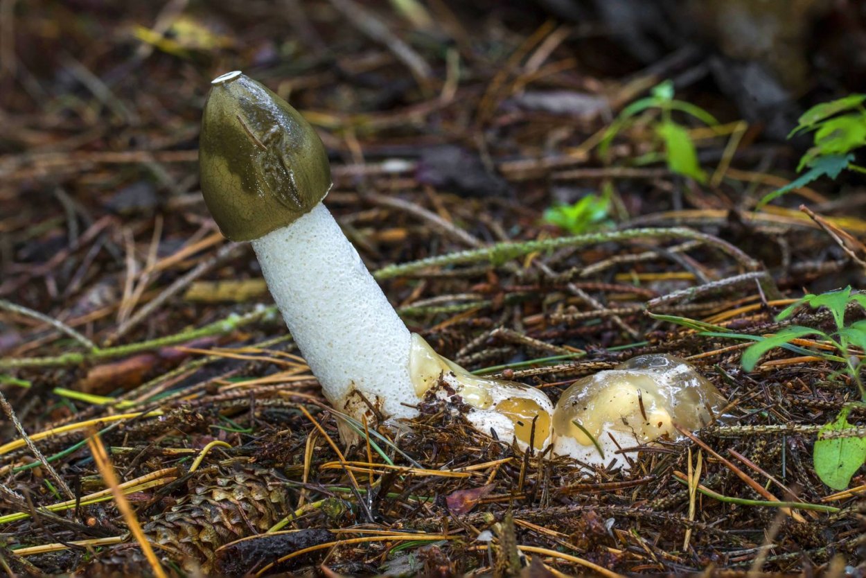 Зеленушка (Tricholoma equestre)