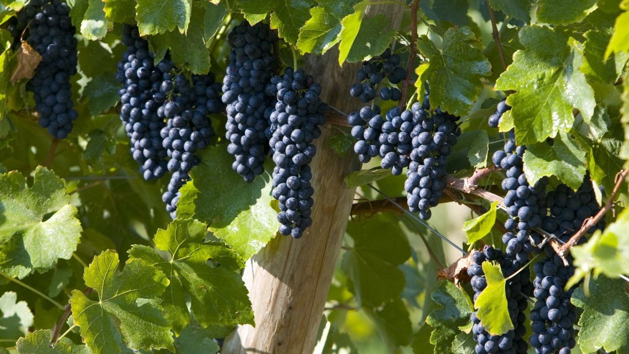 Виноград плодовый (Vitis/Parthenocissus плодовый Красностоп Анапский bol)