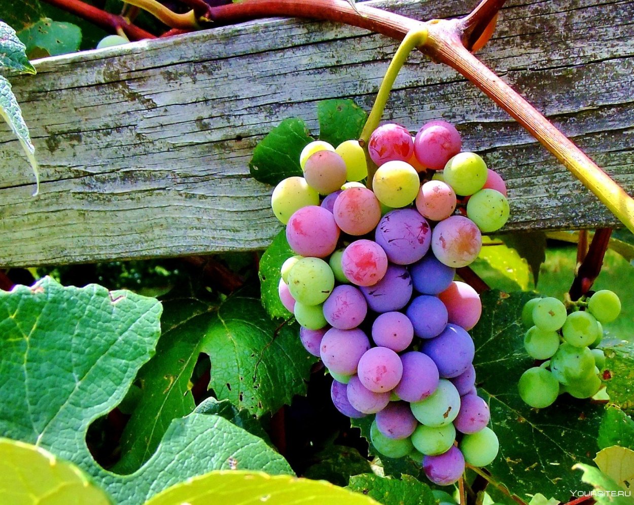 Виноград Maroo seedless