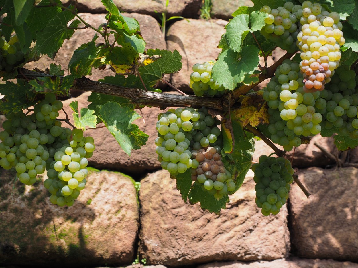 Виноград Vitis vinifera