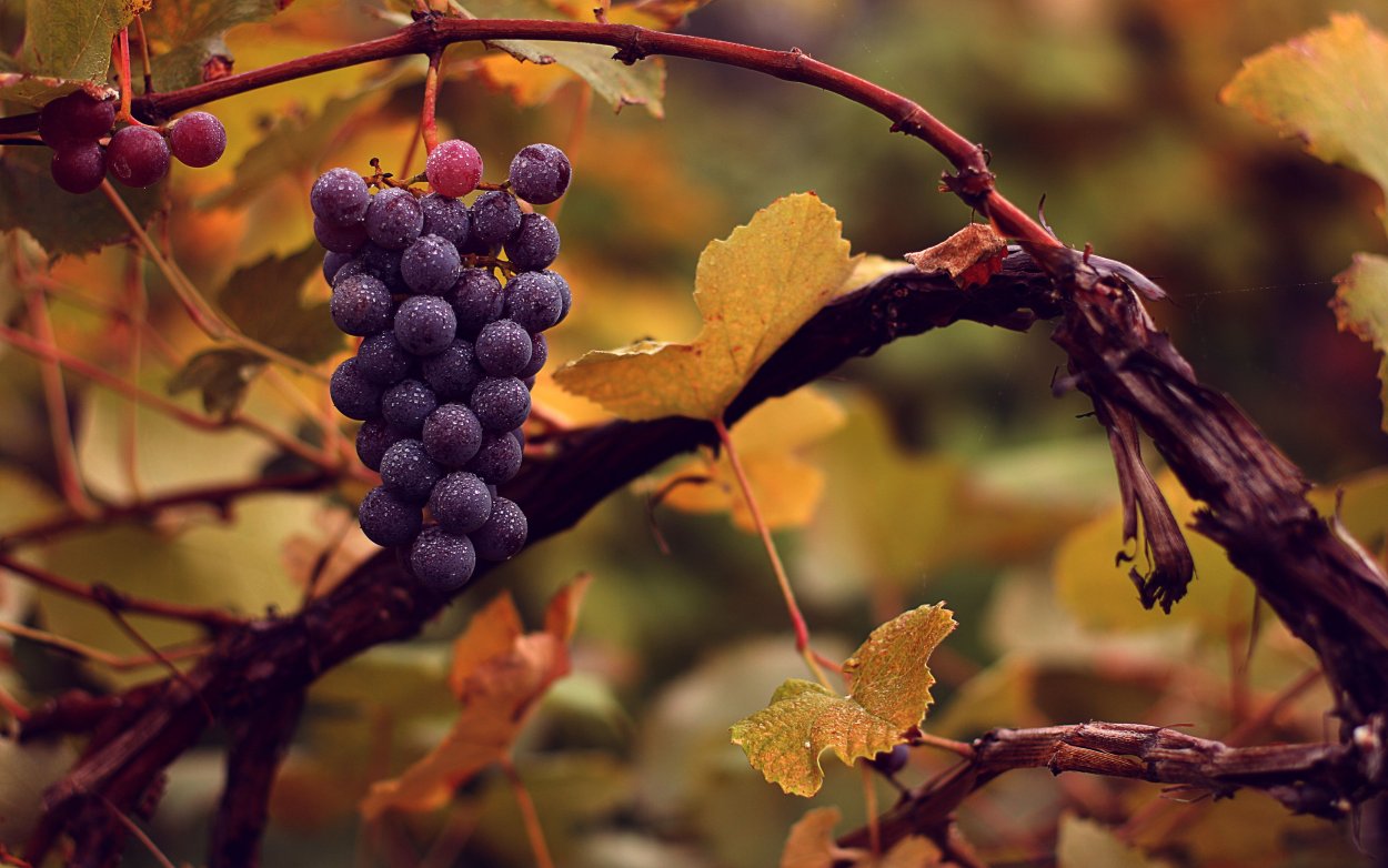 Кавказ Родина Vitis vinifera