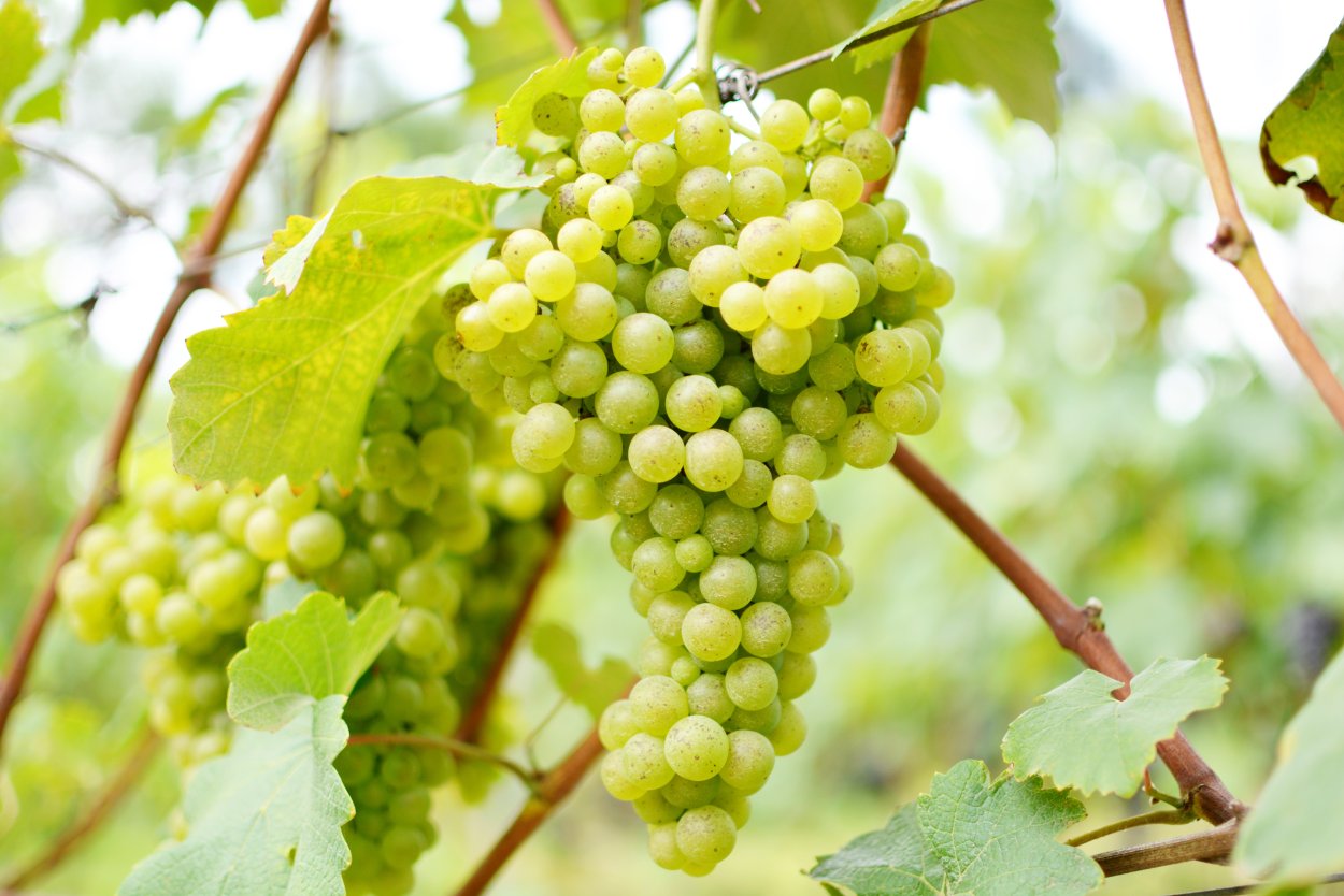 Vitis виноград Ontario
