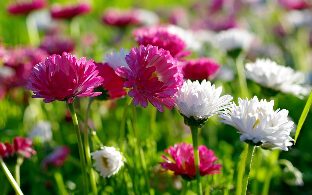 Природа цветы