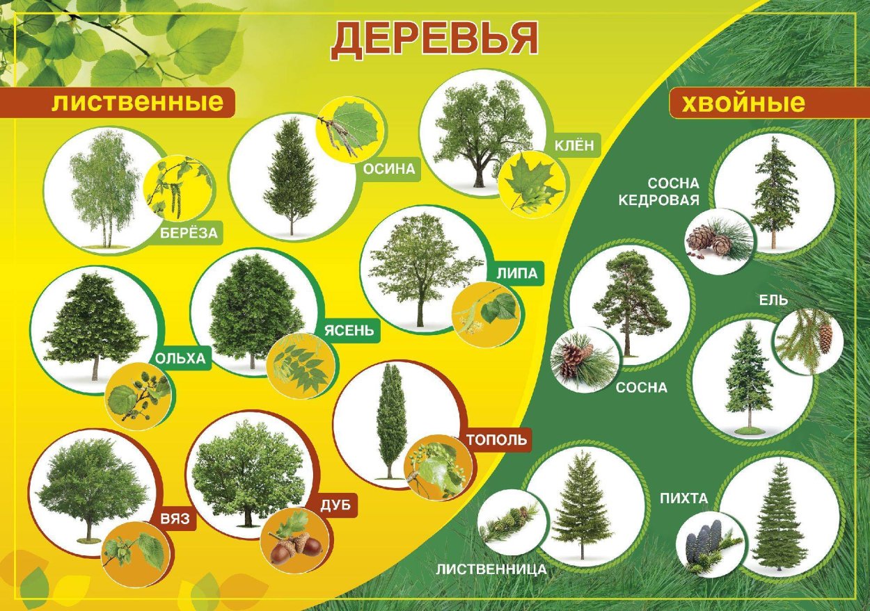 Лиственные деревья названия