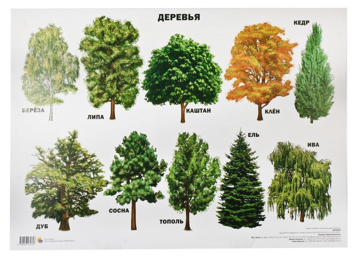 Лиственные деревья названия