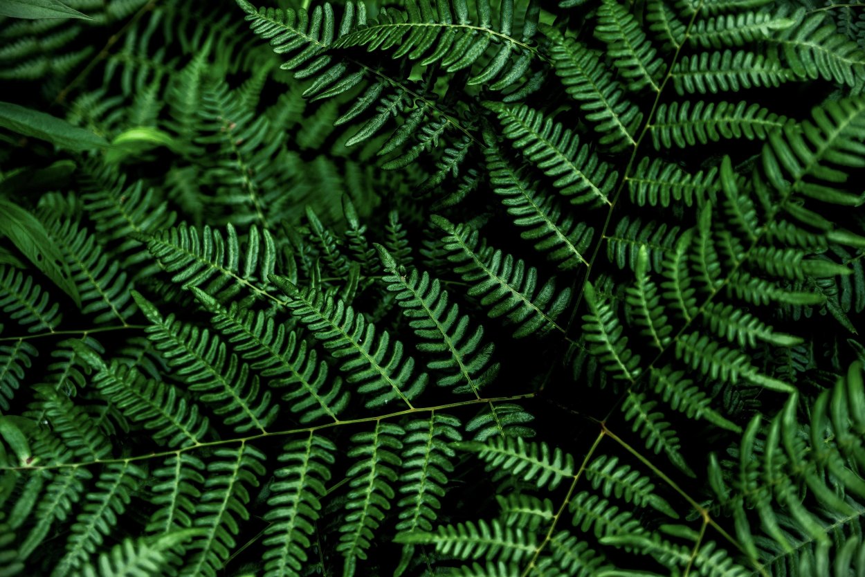 Dryopteris wallichiana Jurassic Gold