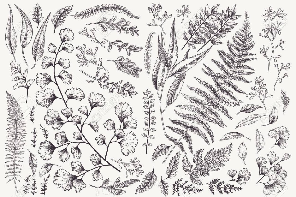 Fork Leaf папоротник