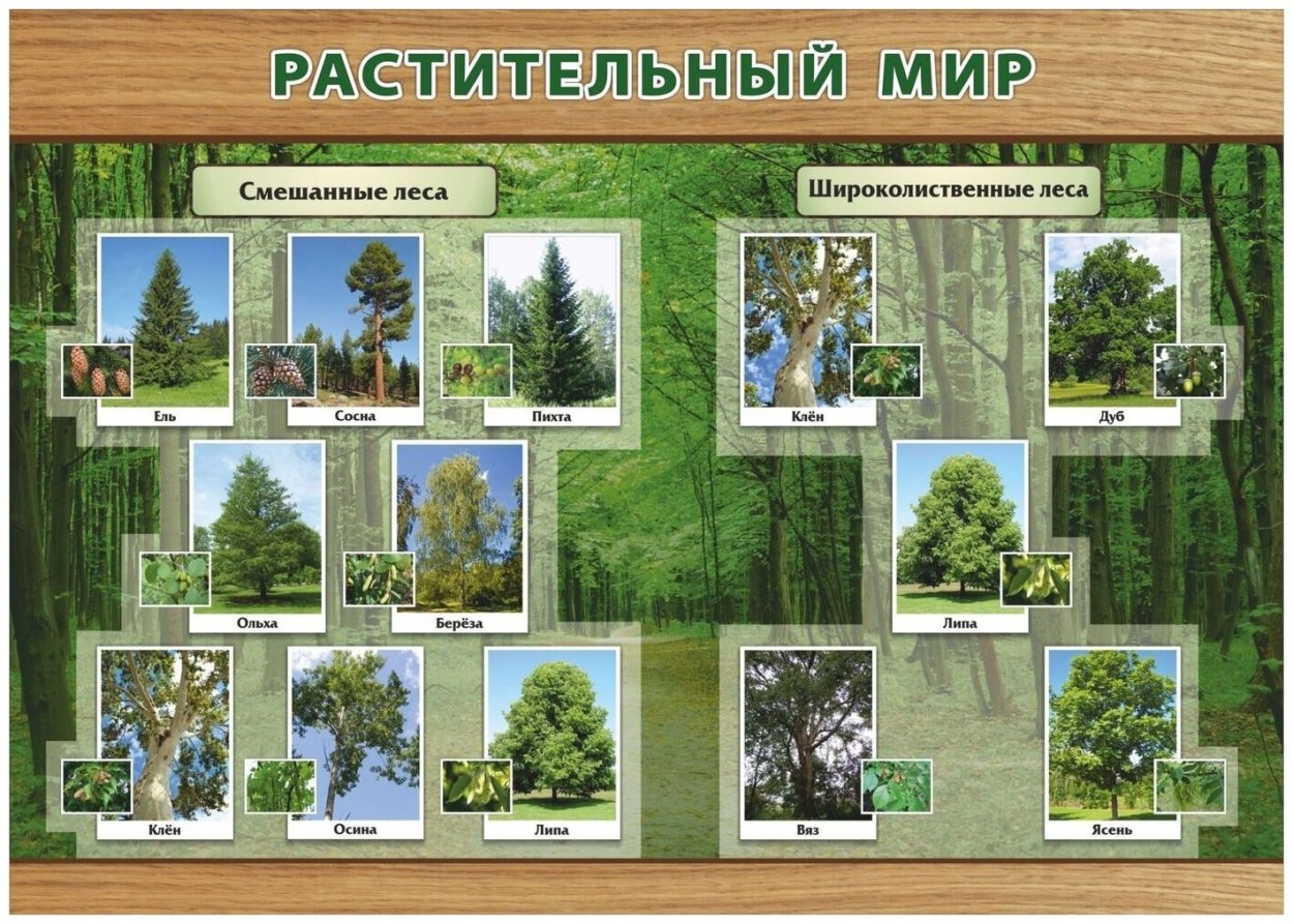 Животные и растения смешанных лесов