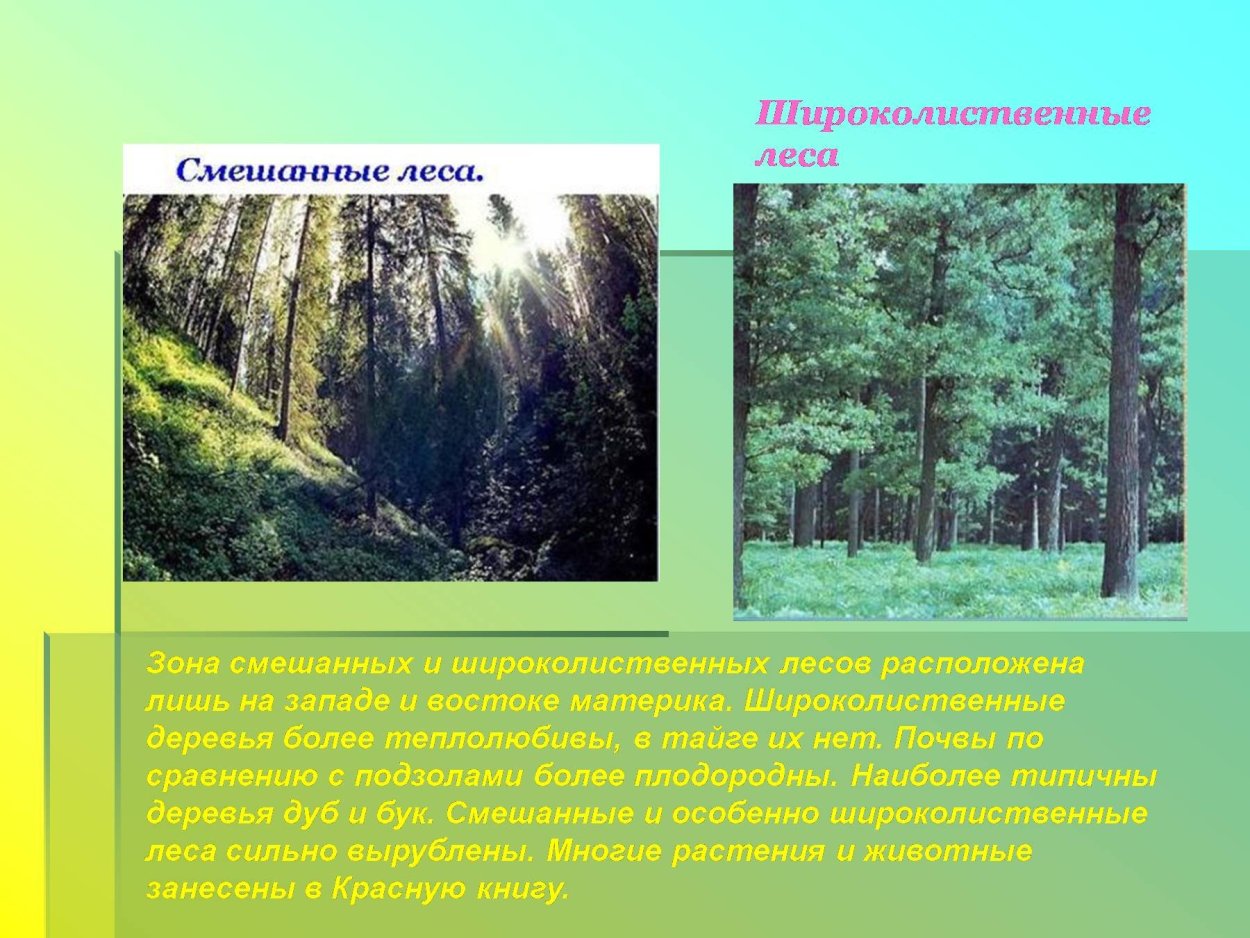 Зона лесов смешанные широколиственные