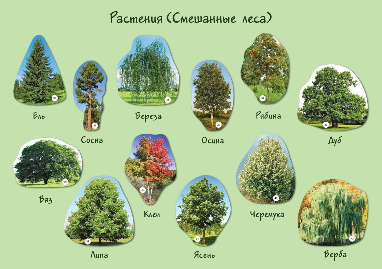 Растения смешанных Лео
