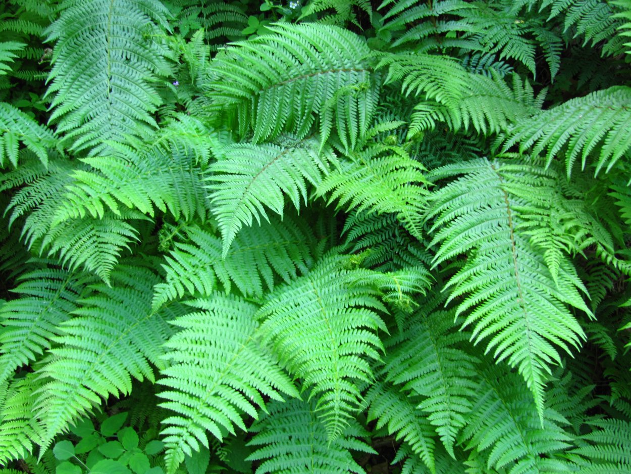 Папоротник Athyrium filix-Femina